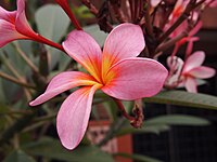 Pink frangipani