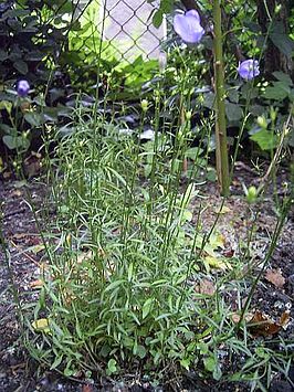 Campanula baumgartenii