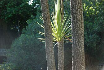 Cordylinea (Cordyline australis)