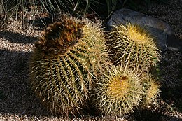 Echinocactus grusonii