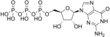 Image illustrative de l’article Guanosine triphosphate