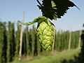 Image 16Hop cone grown in a hop field, Hallertau, Germany (from Brewing)