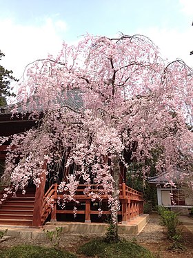 松虫寺