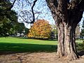 Due aesculus sylvatica vicino all'entrata del parco. Sono particolarmente enormi poiché sono stati innestati in aesculus hippocastanum.