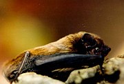 Brown bat