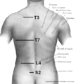 Surface anatomy of back