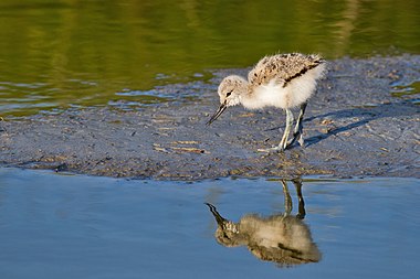 Pied avocet juvenile