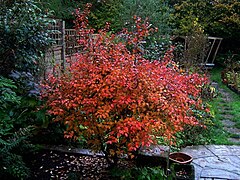 Prunus incisa 'Kojo-no-mai' in de herfst