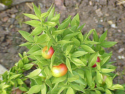 Pikkuruskus (Ruscus aculeatus)