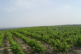 Vignoble de Langlade.