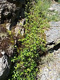 Miniatura para Alchemilla saxatilis