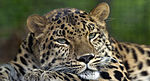 Leopardo del Amur