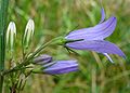 Nærbillede af en blomst fra side