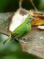 Green Honeycreeper (female)