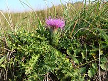 Cirsium acaule 110807a.jpg