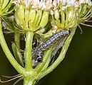 Larva