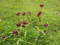 Gentiana purpurea