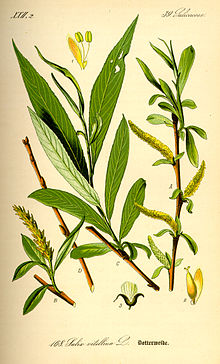 Illustration Salix alba0.jpg