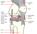 Thumbnail for Anterior cruciate ligament injury