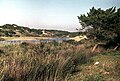 Dunes de La Macta (1977).