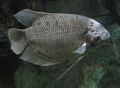 Giant gourami