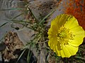 Papaver nudicaule, Mongòlia