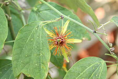 Some Passiflora leaves (upper sides shown) have yellow lumps on the underside, resembling butterfly eggs.[4]