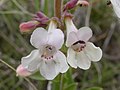 Penstemon albidus