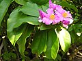 Pereskia grandifolia