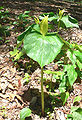 Trillium luteum