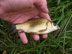 Ruutana (Carassius carassius)