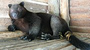 Gray tree-kangaroo