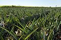 Pineapple in Brazil. The country is the 3rd largest producer in the world. South America produces close to 20% of the world's pineapple.