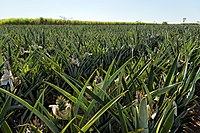 Pineapple plantation