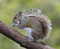 Image 14 Eastern gray squirrel Photograph credit: Tom Friedel The eastern gray squirrel (Sciurus carolinensis) is a tree squirrel in the genus Sciurus, native to the eastern and midwestern United States, as well as to the southerly portions of the eastern provinces of Canada. A prolific and adaptable species, it has been introduced to and thrives in several regions of the western United States; it is also an invasive species in Britain, where it has spread across the country and largely displaced the native Eurasian red squirrel. The head and body can measure from 23 to 30 cm (9.1 to 11.8 in) and the tail from 19 to 25 cm (7.5 to 9.8 in) in length; its adult weight is between 400 and 600 g (14 and 21 oz). Like many members of the family Sciuridae, the eastern gray squirrel is a scatter-hoarder; it hoards food in numerous small caches for later recovery. In the United Kingdom and Canada, the species is simply referred to as the "grey squirrel". This picture, taken in 2010, shows an eastern gray squirrel in Florida. More selected pictures