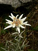 Typical mid-season appearance. Specimen found in Italy's Bergamo Alps.