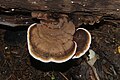 !Ganoderma applanatum!