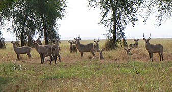 Cobe defassa (waterbuck).