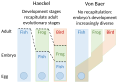 Image 16Embryology theories of Ernst Haeckel, who argued for recapitulation of evolutionary development in the embryo, and Karl Ernst von Baer's epigenesis (from Evolutionary developmental biology)
