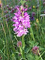 Image 9A Hebridean spotted orchid in machair on Lewis Credit: Etherp