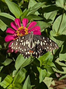 Lime Butterfly in Behbahan