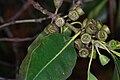 Lophostemon confertus