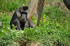 Macaque de Tonkean