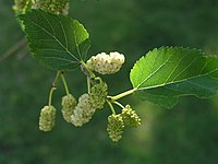 Baltais zīdkoks (Morus alba)