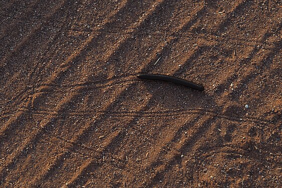 Millipede and ist tracks in desert sand, Duwisib, Namibia