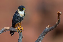 OFalco rufigularis Bat Falcon.jpg