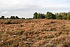 Cawston and Marsham Heaths