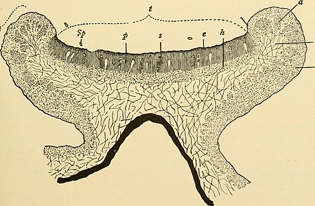 Section of the disc-like apothecium of Physcia pulverulenta. t=hymenium, sp=spore, s=asci, p=paraphyses, e=epithecium, h=hypothecium, pt=parathecium or excipulum, a=algal layer, m=medulla, r=cortex