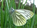 Pieris napi