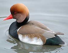 Red-crested.pochard.slimbridge.arp.jpg